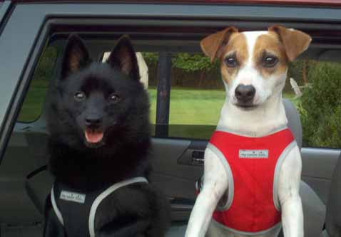 My Canine Kids | Cloak and Dawggie